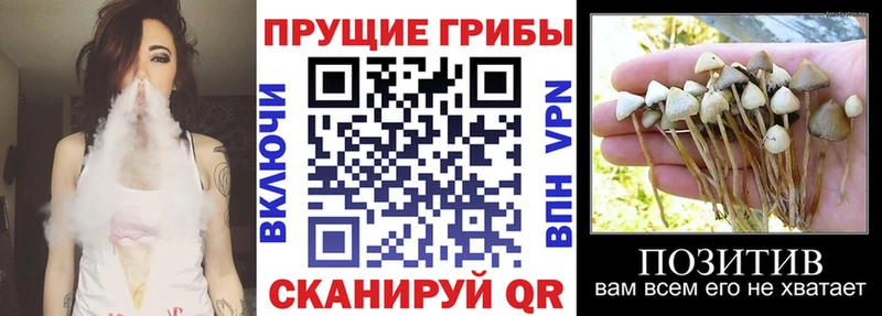 Псилоцибиновые грибы Psilocybe  закладка  Железноводск 
